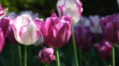 Beyaz ve mor lale yakın çekim, seçici odaklanma. Bir sürü çiçek açan beyaz ve yeşil saplı mor laleler. Gün ışığına karşı laleler. 