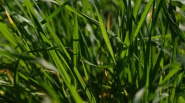 Yeşil çimenler yakın plan. Taze yeşil çimlerin yakın görüntüsü, seçici odaklanma. Çimen arka planı - seçici odaklanma. Tahıl tarlası.