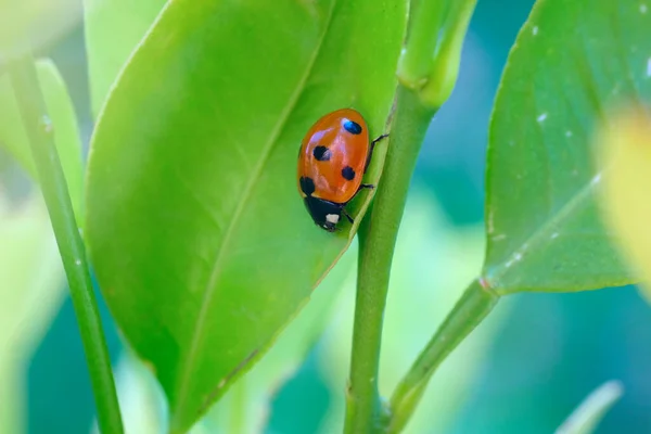 Macro Red Ladybird Bag Green Leaf Vivid Red Green Colours — Stock Photo, Image