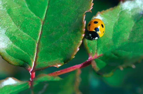 Makro Červené Berušky Zeleném Listu Živé Červené Zelené Barvy Zahradničení — Stock fotografie