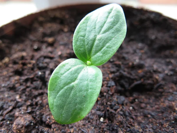 Close Cucumber Sprout Top Few Macro Green Cucumber Seedling Selective — Stock Photo, Image