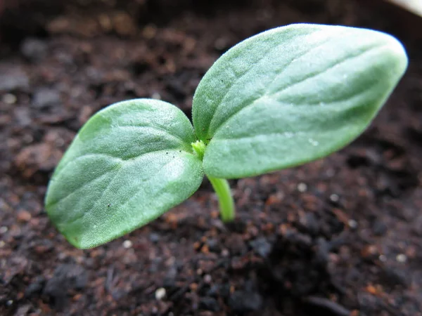 Close Cucumber Sprout Top Few Macro Green Cucumber Seedling Selective — Stock Photo, Image