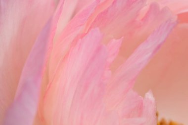 Odaklanamayan doğa arka planı, pastel renkler, çiçek makrosu yakın plan. Şakayık çiçekli taç yaprakları yakın çekim