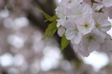 Beyaz çiçekler, çiçek açan makro, seçici odaklanma. Bahar çiçekleri, beyaz çiçeklerdeki ağaç dalları, çiçek açan meyve bitkileri. Beyaz kiraz çiçekleri