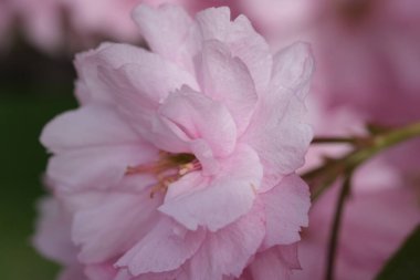 Pembe Kiraz Çiçeği. Makro seçici odaklanma. Arka plan bulanık. Pembe sakura çiçekleri seçici odağı kapatır