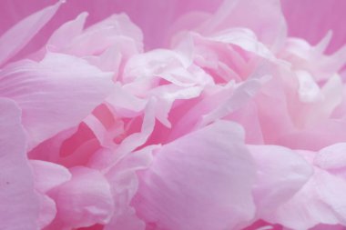 Odaklanamayan doğa arka planı, pastel renkler, çiçek makrosu yakın plan. Şakayık çiçekli taç yaprakları yakın çekim