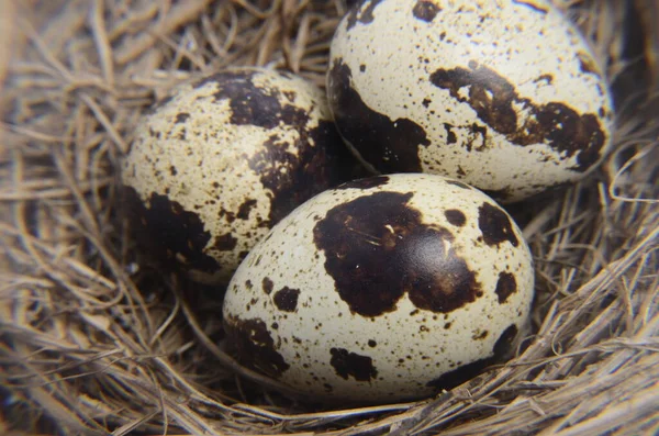 Quail eggs in the nest close up, top view. Easter concept. Neutral colours. Spotted quail eggs in rustic environment