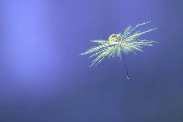 Macro closeup of flying dandelion seed with the dew drop on the head with delicate blurred blue bokeh background. Detail shot of close up parachute of a dandelion on defocused background