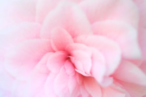 Blurred Pastel Pink Background Valentine Petals Abstract Pink Background Close — Fotografia de Stock