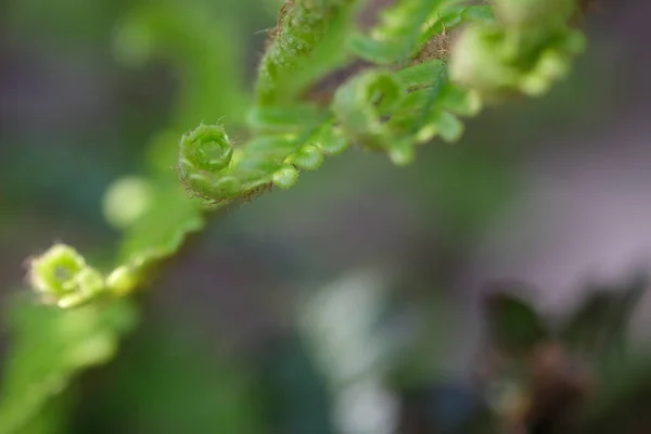 Mooie Close Van Verse Groene Jonge Wilde Varen Knop Spiraalvorm — Stockfoto