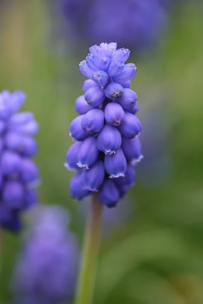 Blue Hyacinth Flower Closeup Selective Focus Muscari Armeniacum Close Blue — Stock Photo, Image