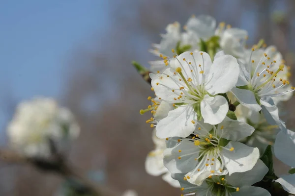 White flowers tree blossom macro, selective focus. Spring blossom, tree branches in white flowers, blooming fruit plants. White Cherry blossoms