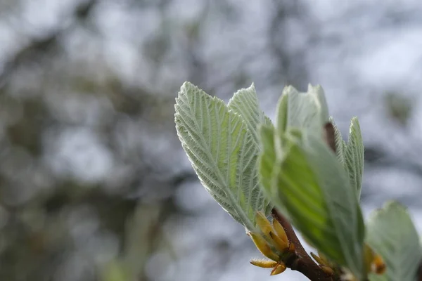 Folhas Jovens Brunch Árvore Mola Começam Crescer Dos Buds Luz — Fotografia de Stock