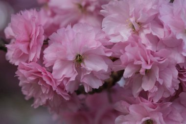 Pembe Kiraz Çiçeği. Makro seçici odaklanma. Arka plan bulanık. Pembe sakura çiçekleri seçici odağı kapatır