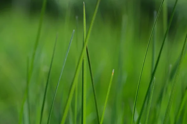 绿草特写背景 近距离观察新鲜绿草 有选择地聚焦 草根背景 有选择的焦点 白吃田 — 图库照片