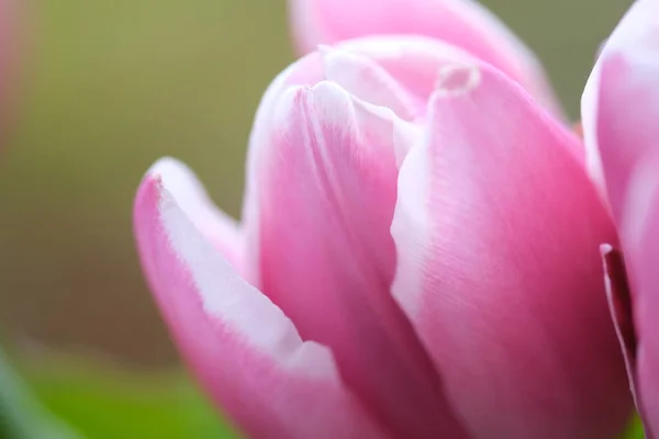 Pink Tulip Close Selective Focus Diagonal Composition Nature Blurred Background — Stock Photo, Image