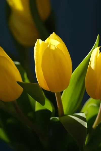 Tulipán Amarillo Cerca Enfoque Selectivo Ramo Flores Frescas Tulipán Pascua — Foto de Stock