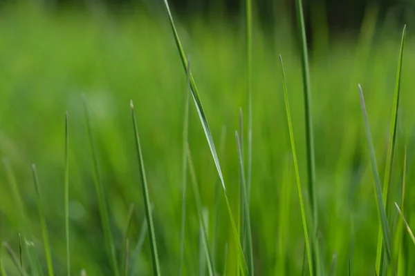 Green Grass Close Background Close View Fresh Green Grass Selective — Stock Photo, Image