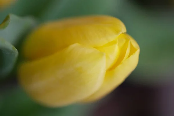 Gelbe Tulpe Aus Nächster Nähe Selektiver Fokus Strauß Frischer Gelber — Stockfoto