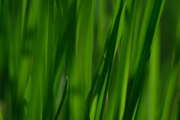 Green Grass Close Background Close View Fresh Green Grass Selective — Stock Photo, Image