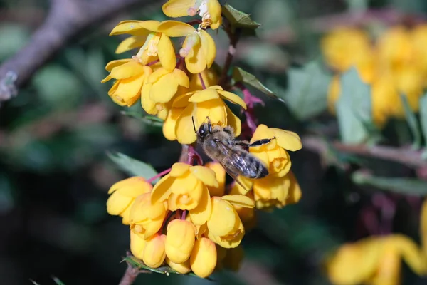 Gele Bloemen Van Berberis Thunbergii Macro Close Selectieve Focus Close — Stockfoto