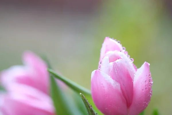 Gros Plan Tulipe Couleur Rose Avec Gouttes Rosée Mise Point — Photo