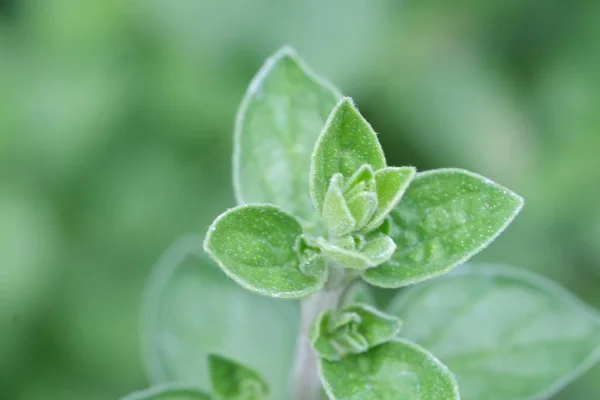 Kurabiye Yaprakları Yeşil Çözünmüş Arka Plan Ngiliz Bahçesinde Talyan Baharat — Stok fotoğraf