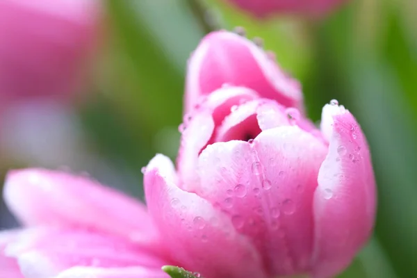 Gros Plan Sur Tulipe Rose Déplaçant Dans Vent Mise Point — Photo