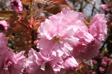 Pembe Kiraz Çiçeği. Makro seçici odaklanma. Arka plan bulanık. Pembe sakura çiçekleri seçici odağı kapatır