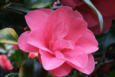 Kamelyanın parlak morumsu çiçeği. Pembe kamelya çiçeği başlıklı makro yakın çekim