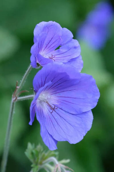 Wiesenkranich Schnabelblüte Aus Nächster Nähe Sommer Blaue Blumen Makro Selektiver — Stockfoto