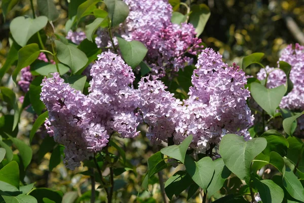 Bloeiende Tak Van Verse Paarse Lila Bloemen Close Selectieve Focus — Stockfoto