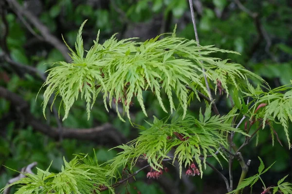 Acer Dissectum Plante Érable Japonais Feuilles Vert Viridis Gros Plan — Photo