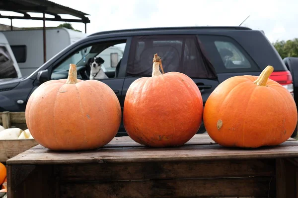 Three orange pumpkins on wooden box in the countryside farm, with dog and old car at the background