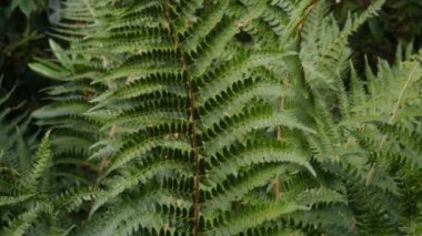 Yeşil eğreltiotu yaprakları rüzgarda hareket ediyor. Doğa arkaplanı