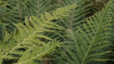 Green fern leaves moving on the wind. Nature background