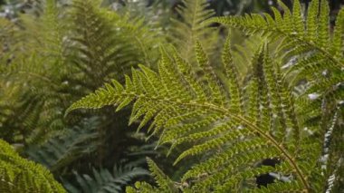 Yeşil eğreltiotu yaprakları rüzgarda hareket ediyor. Doğa arkaplanı