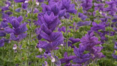 Mavi Salvia viridis Lamiaceae mavi çiçekler seçici odak ve bulanık arkaplan