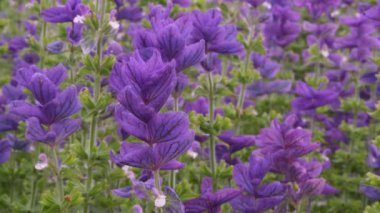 Mavi Salvia viridis Lamiaceae mavi çiçekler seçici odak ve bulanık arkaplan