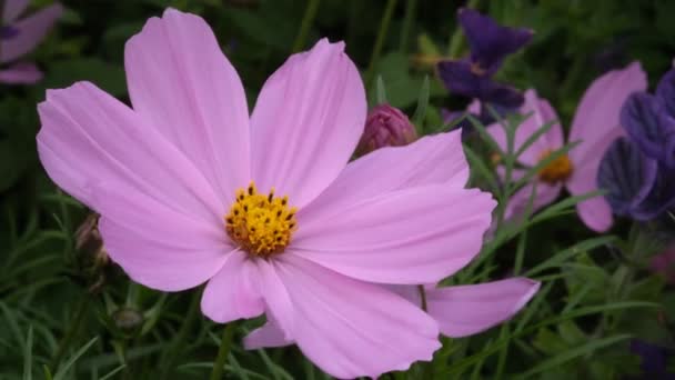 Pink Garden Cosmos Plant Close Nature Defocused Background Macro Selective — Stock video