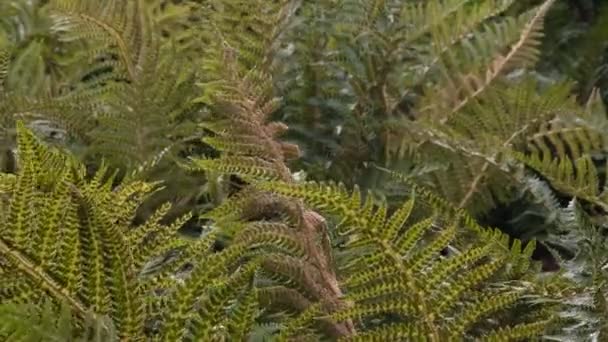 Green Fern Leaves Moving Wind Nature Background — Stock video