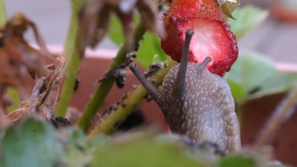 Macro Close Snail Eating Fresh Ripe Strawberries Garden — 图库视频影像