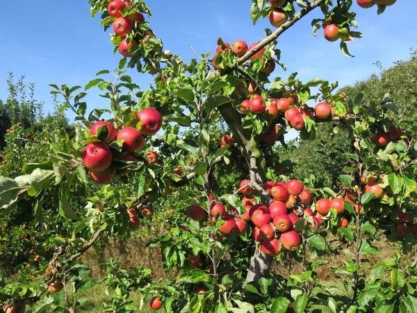 Orchard in England, apple fruit tree. Red apples on the tree. Fruit farming, harvest time, local fruits in UK. Apple picking season