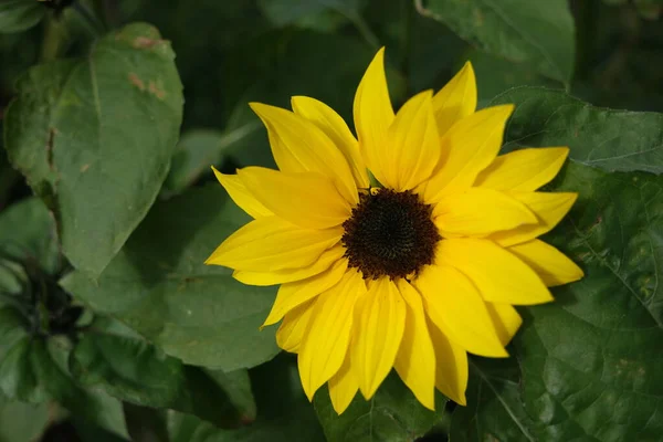 Yellow Sun Flower Close Green Background — Stock Photo, Image