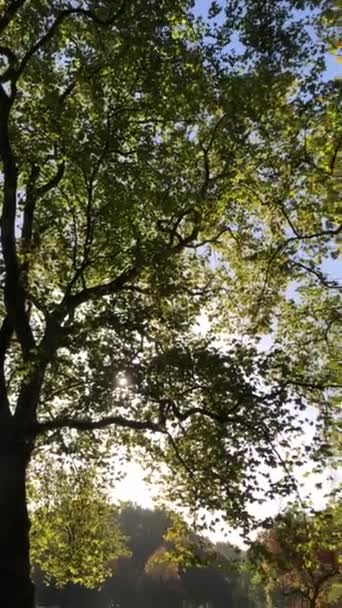 Krajobraz Jesiennego Parku Stacji Greenpark Londynie Jesienny Krajobraz Drzew Wczesna — Wideo stockowe