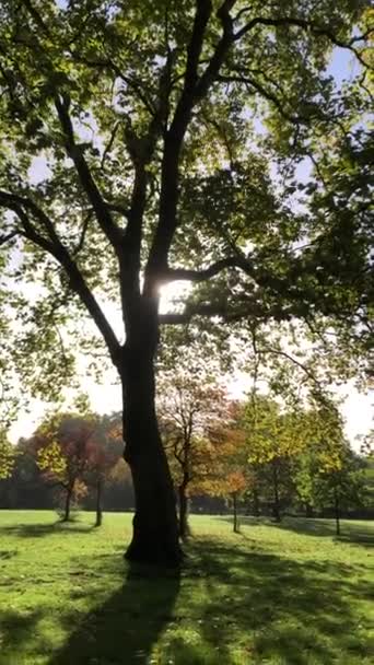 Ландшафт Осеннего Парка Станции Гринпарк Лондон Ландшафт Осенних Деревьев Ранним — стоковое видео