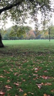 Greenpark İstasyonu, Londra 'daki sonbahar parkı manzarası. Sonbahar ağaçları manzarası. Sonbahar sabahının erken saatlerinde güneş ışığı güneşli bir günde