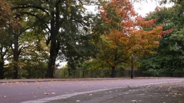 Осенний Пейзаж Дорога Желтое Лиственное Дерево Движущееся Ветру Желтые Листья — стоковое видео
