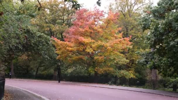 Herbstlandschaft Straße Und Gelb Gefärbter Laubbaum Der Sich Wind Bewegt — Stockvideo
