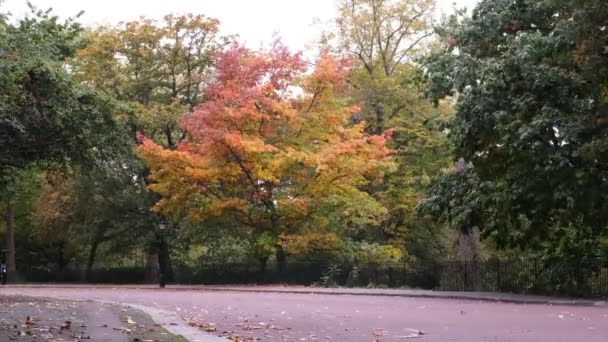 Осінній Пейзаж Дорога Жовте Кольорове Листяне Дерево Рухається Вітрі Жовте — стокове відео